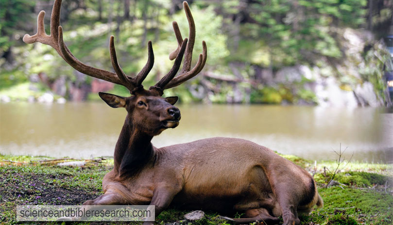 Deer relaxing by the river (Photo by ML@cragaar)