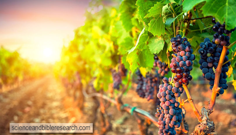 Bunches of grapes in rows of vineyard at sunset (Photo by Stefano Garau)